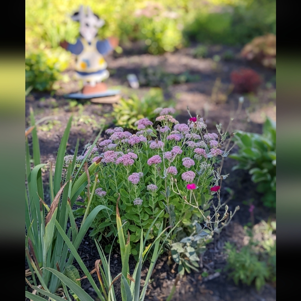 ๐ฟ Stonecrop Seed Packet - Picture 4 of 5